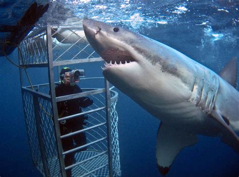 The Curious Case Of Rodney Fox, The Shark Attack Survivor Who Became The Great White’s Biggest ...