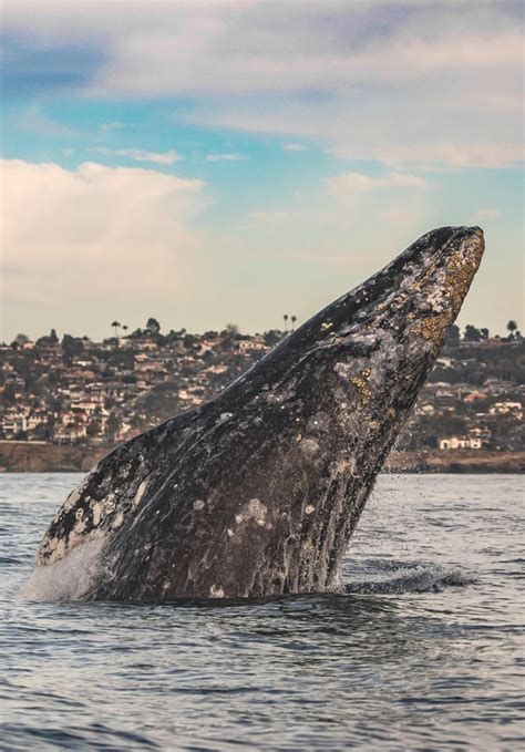 🔥 Gray Whale Breaching 🐳 : NatureIsFuckingLit