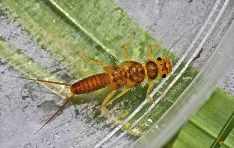 Aquatic Insects of Central Virginia: The Perlesta Problem