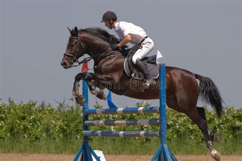 Dark brown horse stock image. Image of freedom, clouds - 11023337