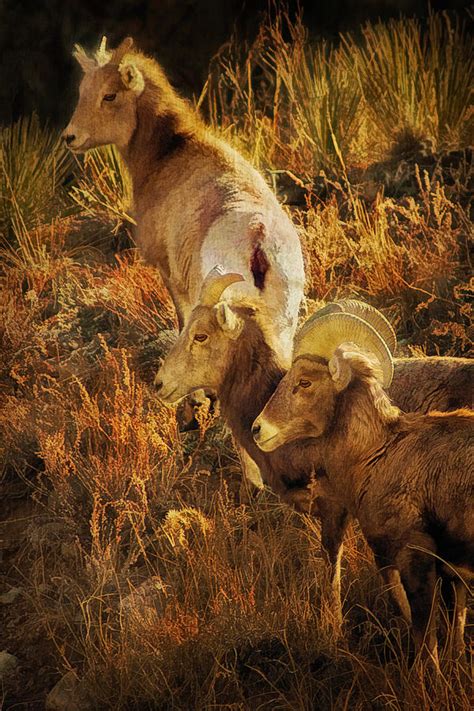 Bighorn Sheep Digital Painting Photograph by Priscilla Burgers - Fine ...