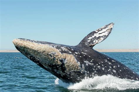 Grey Whale Breaching Photograph by Christopher Swann - Pixels