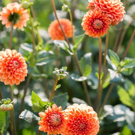 The Best Perennials For Cut Flowers (Vibrant + Beautiful) - Green ...