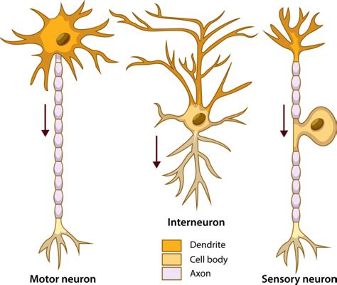 Understand Nerve Structure Worksheet - EdPlace