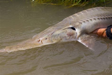 FishSens Magazine | Missouri River study finds anoxic zones behind ...