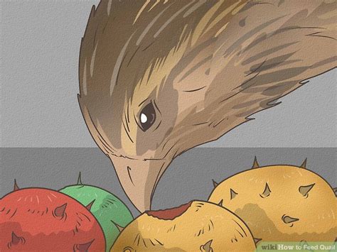 4 Ways to Feed Quail - wikiHow