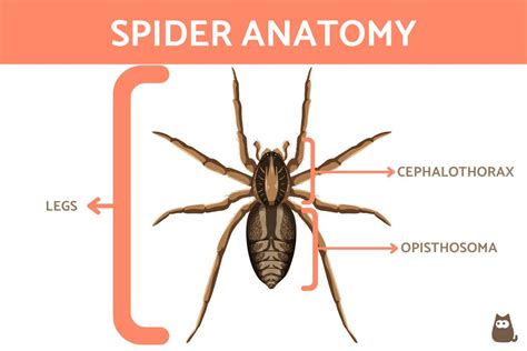 Anatomy of a Spider - Different Spider Body Parts With Diagrams