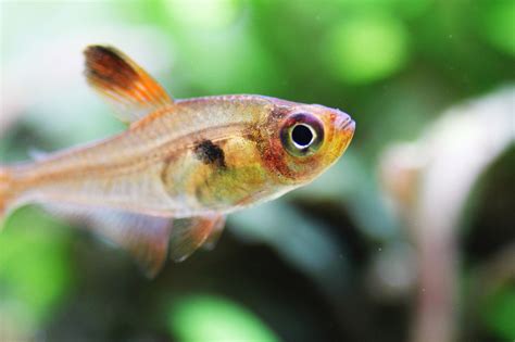 Hyphessobrycon sweglesi | Pets, Fish pet, Animals