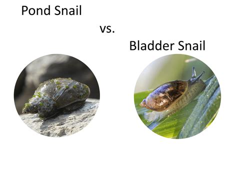 Pond Snail vs Bladder Snail - Which Is Which And Which One Is Better?