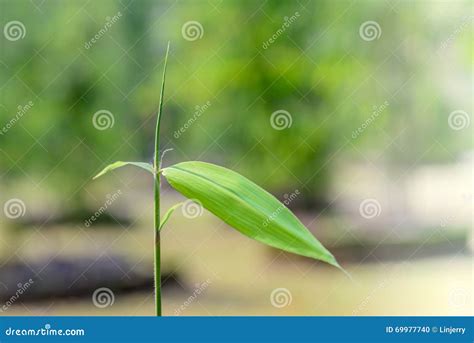 Close up of bamboo leaves stock photo. Image of east - 69977740