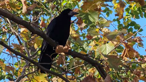 The behavior of a carrion crow was captured sitting on a tree branch in ...