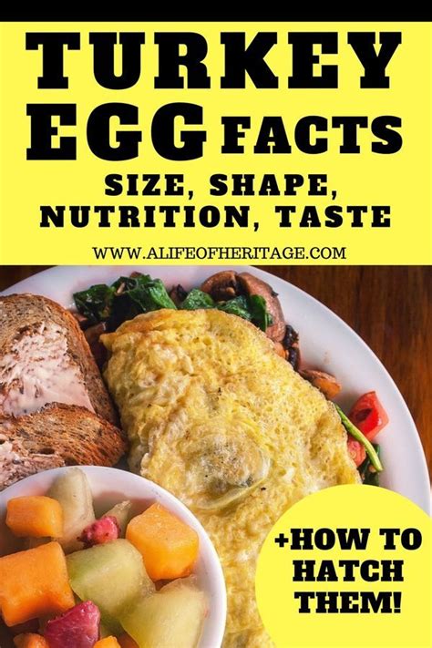 Turkey Eggs Facts: (Size, Nutrition, & Taste??), +How to Hatch Them | Turkey dinner, Cooking ...