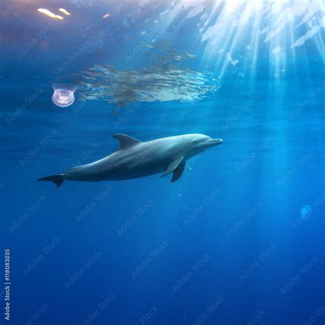 Dolphin Swimming Underwater