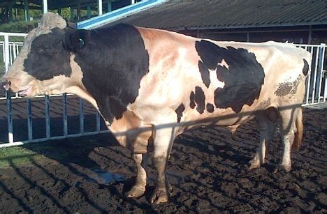 KARAKTERISTIK SAPI PERAH FH (FRIESIAN HOLSTEIN) - Ilmu Ternak