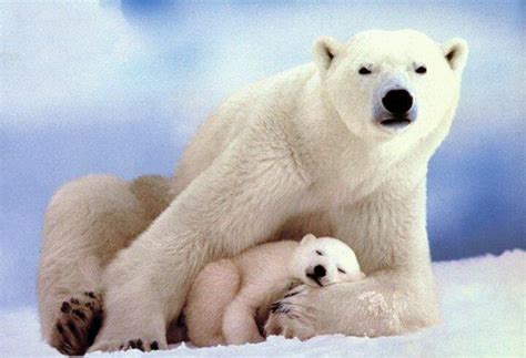 Shh babies sleeping | Baby polar bears, Cute polar bear, Polar bear