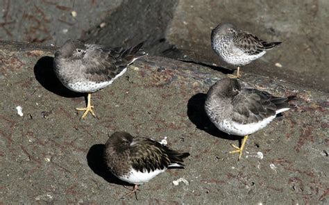 Black Turnstone: Identification and Overview