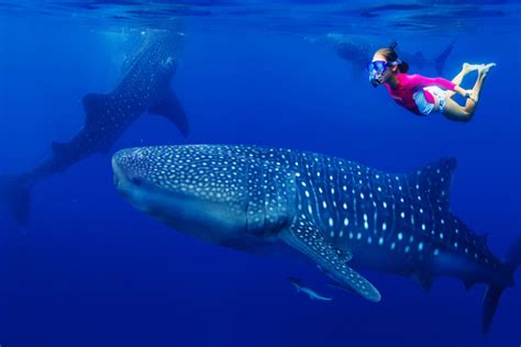 Now Is The Best Time To See Whale Sharks In Cancun And The Mexican Caribbean - Cancun Sun