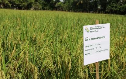 PBBM eyes program for hybrid rice production to boost crop yield | Philippine News Agency