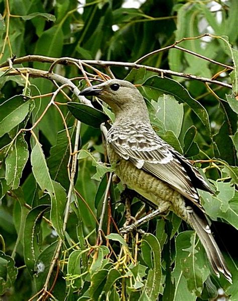 Bower Birds