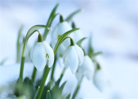 Snowdrops Spring Flowers Flower · Free photo on Pixabay