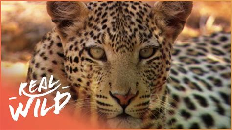 Animal Kingdom: Wild Dogs And Leopards (Wildlife Documentary) | Real ...