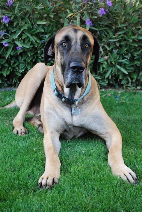 Love this Boy | Great dane dogs, Great dane mastiff, Great dane mastiff mix