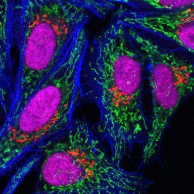 Fluorescent Cell Stains for Organelles & Cellular Structures | Biotium