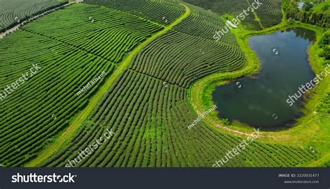 Aerial View Tea Plantation North Thailand Stock Photo 2220031477 ...