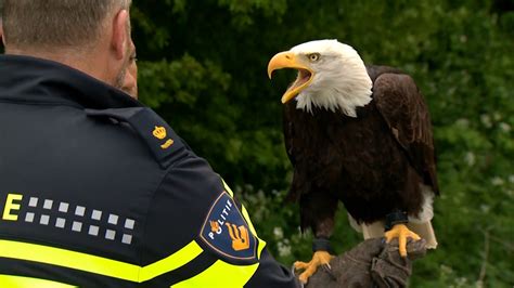 Watch out, drones: This bald eagle can take you down - CBS News