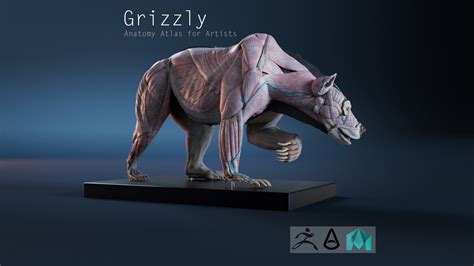 Nicolas MOREL - Digital Grizzly bear anatomy Atlas for Artists