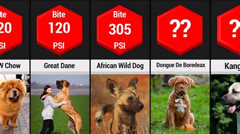 Dog Bite Force Comparison | Highest Bite Force Of Dogs - YouTube