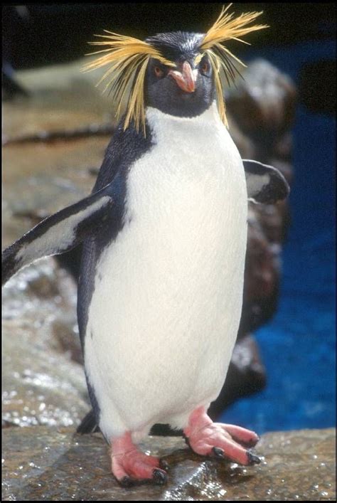 a penguin standing on top of a rock next to water