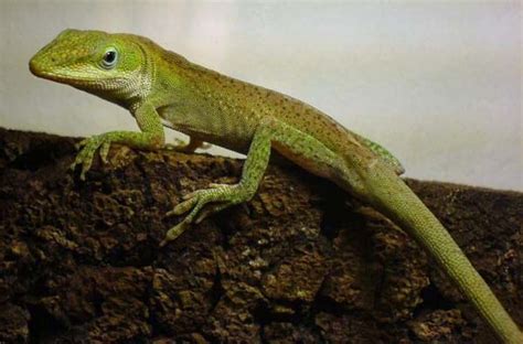 Green Anole | Anolis carolinensis | Reptile