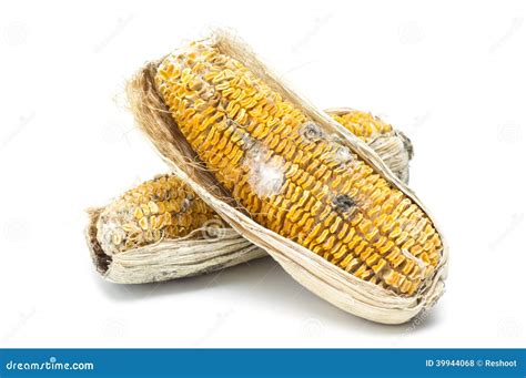 Moldy corn stock photo. Image of wither, background, life - 39944068