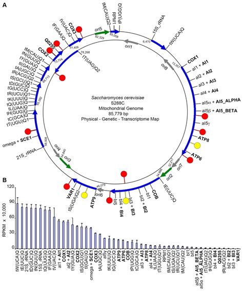 The transcriptome of yeast S288C mitochondria. (A) Physical, genetic ...