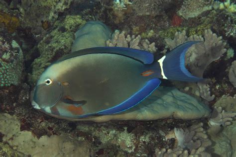 Acanthurus auranticavus