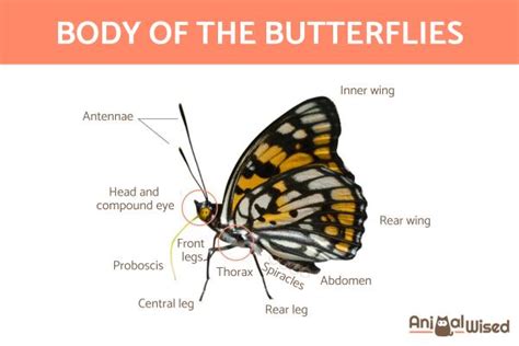 Body Parts of a Butterfly and Their Functions - With PHOTOS