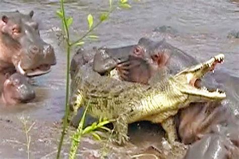 Animal sighting: 30+ hippos attack one crocodile in Tanzania - WATCH