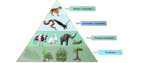 Consumer Examples Biology