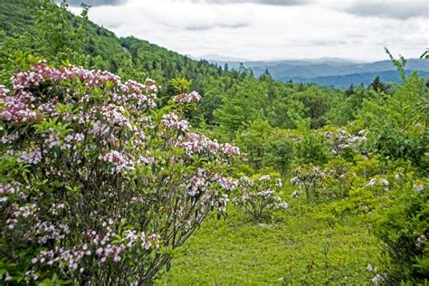 Blooming Mountain Laurel in a Scenic View in the Appalachian Mountains. Stock Photo - Image of ...