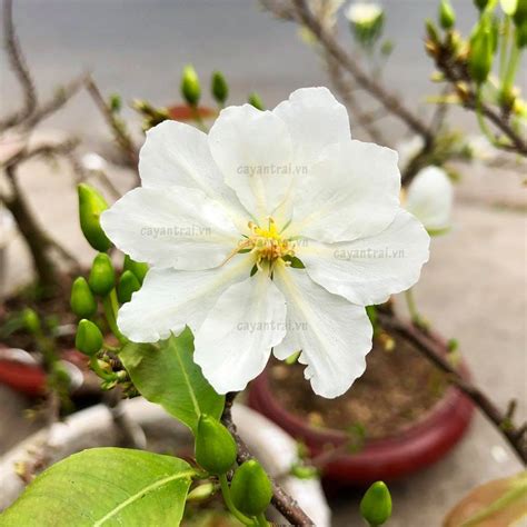 Mai Trắng (Bạch mai) - Hoàng Long Garden - Giống cây trồng cây ăn trái