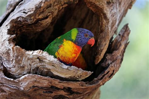 Cockatoos and rainbow lorikeets battle for nest space as the best old ...