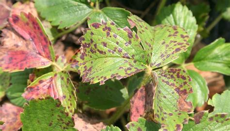 Fungal Leaf Spot | Garden Pests & Diseases | Gardening Tips | Thompson & Morgan