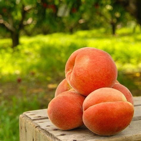 Elberta Peach Trees for California for Sale – FastGrowingTrees.com