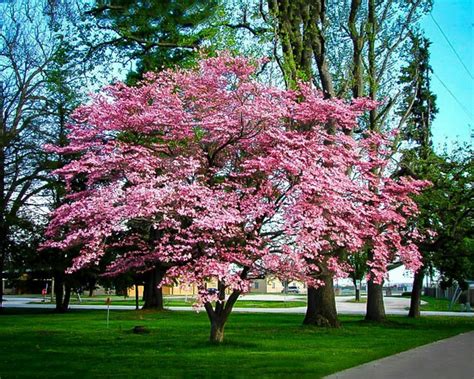 Stellar Pink® Dogwood Flowering Ornamentals | McMakin Farms