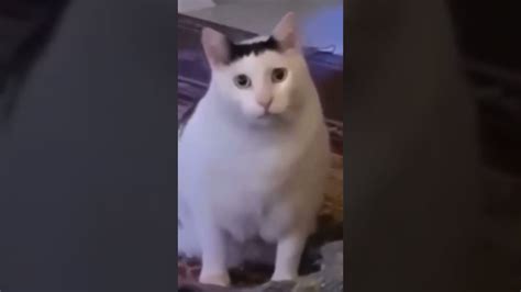 huh cat meme template - YouTube