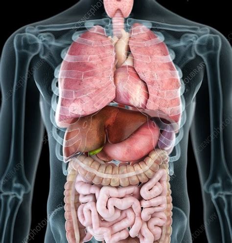 Body Organs Diagram Right Side - Organs Frontal Tissues Anatomy Organ Cadaver Voxel Slice ...