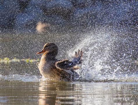 Close up of Duck Splashing Water · Free Stock Photo