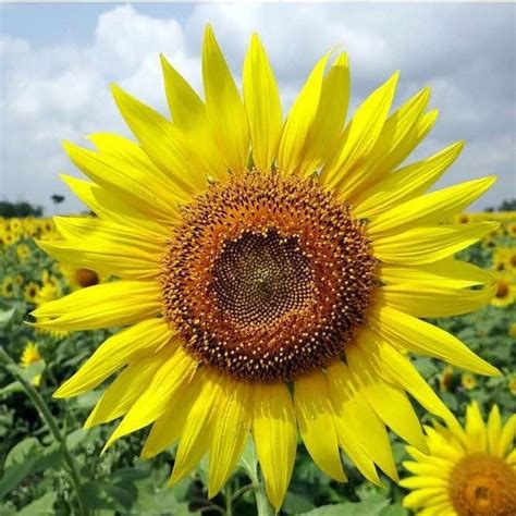 SUNFLOWER SEEDS SHOW LOVE AND SUPPORT FOR UKRAINE