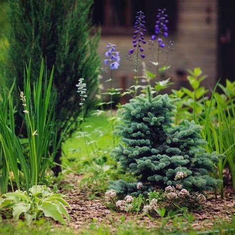 10 Dwarf Trees for Your Backyard | The Family Handyman